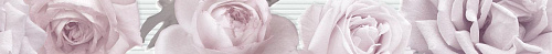DBQP L-Dressy-Rose Pearl 7.5x76 DRESSY MARAZZI