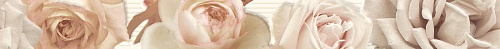 DBQQ  L-Dressy-Rose Marfil 7.5x76 DRESSY MARAZZI